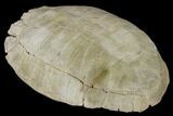 Fossil Tortoise (Testudo) - South Dakota #115065-5